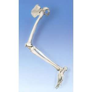 Anatomical Left Leg w/ Hip Bone:  Industrial & Scientific