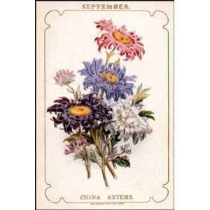Chelsea Flowers Sept China Asters Poster Print 