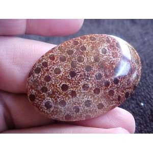  S3701 Leopard Coral Fossil Agate Oval Cabochon Cute 