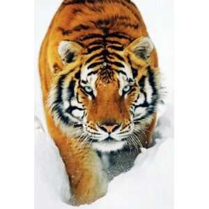  Wildlife Posters Tiger In Snow   Prowling   35.7x23.8 