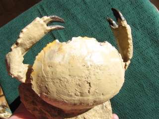 Well Preserved Harpactocarcinus Punctulatus Fossil Crab Eocene Period 