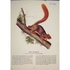 Fox Squirrels Squirrel Color Antique Print Fine Old Art:  