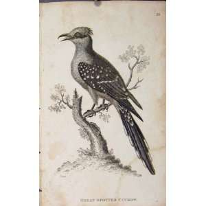 Great Spotted Cuckow Old Print Engraving Copper Art 