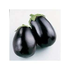   Eggplant Black Beauty Certified Organic Heirloom Seeds 75 Seeds Baby