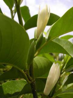 Known as the Joy Flower Tree, White Champaca or by its botanical name 