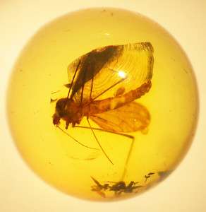 Fossil insect inclusion in Baltic amber sphere  