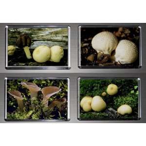   Boxed Set of 4 Fridge Magnets Fungus Mushrooms 5: Kitchen & Dining