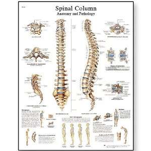 3B Scientific VR1152UU Glossy Paper Spinal Column Anatomical Chart 