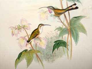 Gould Family of Hummingbirds C1860 Coras Shear Tail. Folio Hand Col 