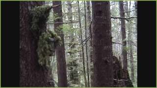 DVD On Track of the Pacific Northwest Sasquatch Bigfoot  