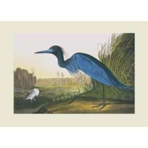 Blue Crane Or Heron (Canv)    Print 