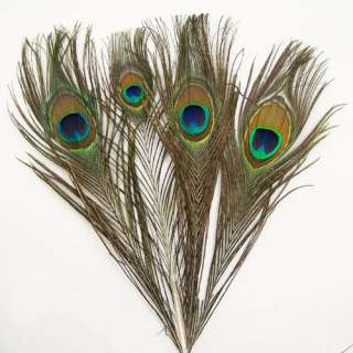 50 peacock tail feathers Craft Supplies 35  40cm  