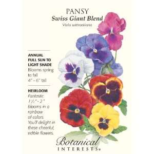  Pansy Swiss Giant Blend Heirloom Seeds 225 Seeds Patio 
