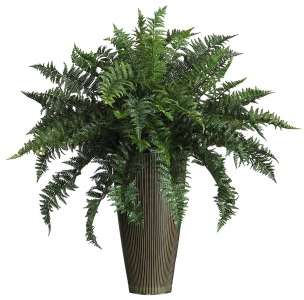 with feathery fronds on every stem this florida ruffles is a popular
