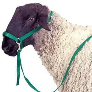 Nylon Sheep Halter   7 Colors to choose from NEW  