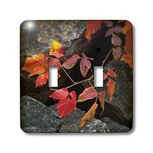   Ivy   Light Switch Covers   double toggle switch