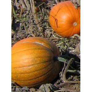    Jack O Lantern Pumpkin   50,000 Seeds Patio, Lawn & Garden