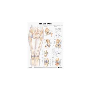 Hip and Knee Anatomical Chart Plastic Styrene  Industrial 