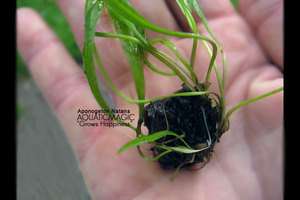 Apo. Natans  Fish pond lotus lily water Live Plant Seed  