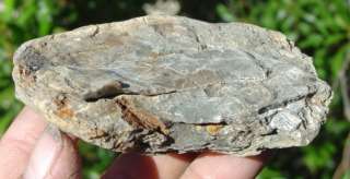 This is Rare Alabama Cretaceous Nodule With 2 Baculites And 