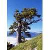 Tropica   Affenbrotbaum (Adansonia digitata)   6 Samen  