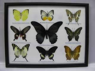 echte exotische Schmetterlinge im Schaukasten hinter Glas aus Holz 