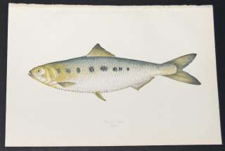 Couch 1877 British Islands Fish Print. Twait Shad. 205  