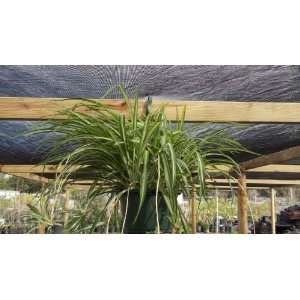   Plant Chlorophytum comosum Variegated Live Plant: Patio, Lawn & Garden