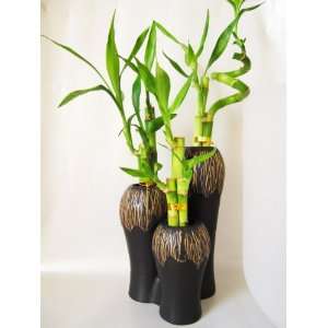   Spiral 3 Set Style Lucky Bamboo Plant Arrangement w/3 Set Ceramic Vase