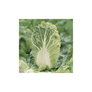  Cabbage, Nikko Chinese 