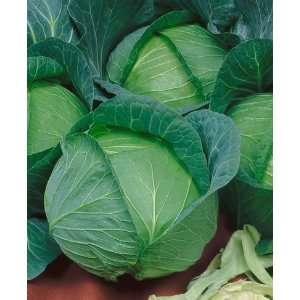  Late Flat Dutch Cabbage Seeds   Brassica Oleracea Var 