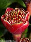 Etlingera elatior cv Black/Red Tulip LIVE PLANT RARE