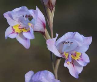 Gladiolus Martleyi   5 Seeds   S. African Bulb Seeds  