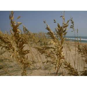  Sea Oats, Vital Plants That Anchor Sand Dunes, Blow in the 