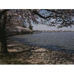  Blooming Japanese Cherry Trees Cast Dappled Shadows on the 