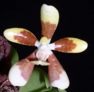 Phalaenopsis fuscata Species Orchid Plant  