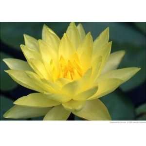  10 YELLOW LOTUS (Sacred Water Lily / Lily Pad / Asian 
