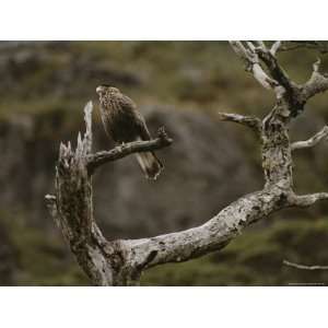  A Caracara Bird Perches on a Beech Tree Snag Stretched 