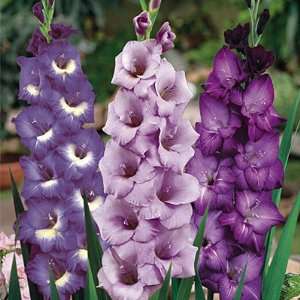  Gladiolus Bulbs Purple Rain Mix Patio, Lawn & Garden