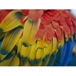  A Close up View of a Parrots Rainbow Feathers National 