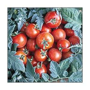  Velvet Red Cherry Tomato 4 Plants  Sweet/Intense Flavor 