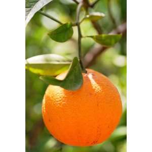  Dwarf Valencia Orange Tree; Grows on Your Patio or in Your 