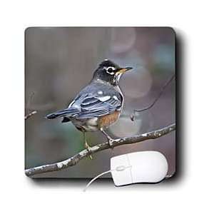   Park Wildlife   American Robin Profile   Mouse Pads Electronics